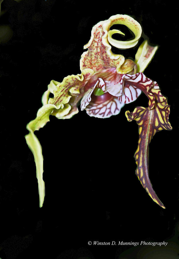 Alien Orchid Photograph by Winston D Munnings