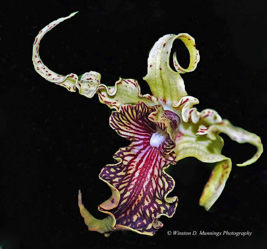 Orchid Photograph - Dendrobium Spectible - The Alien Orchid  by Winston D Munnings