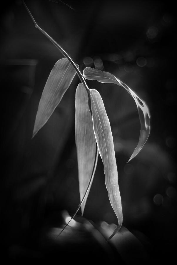 Dendrocalamus giganteum Bamboo Photograph by Nathan Abbott