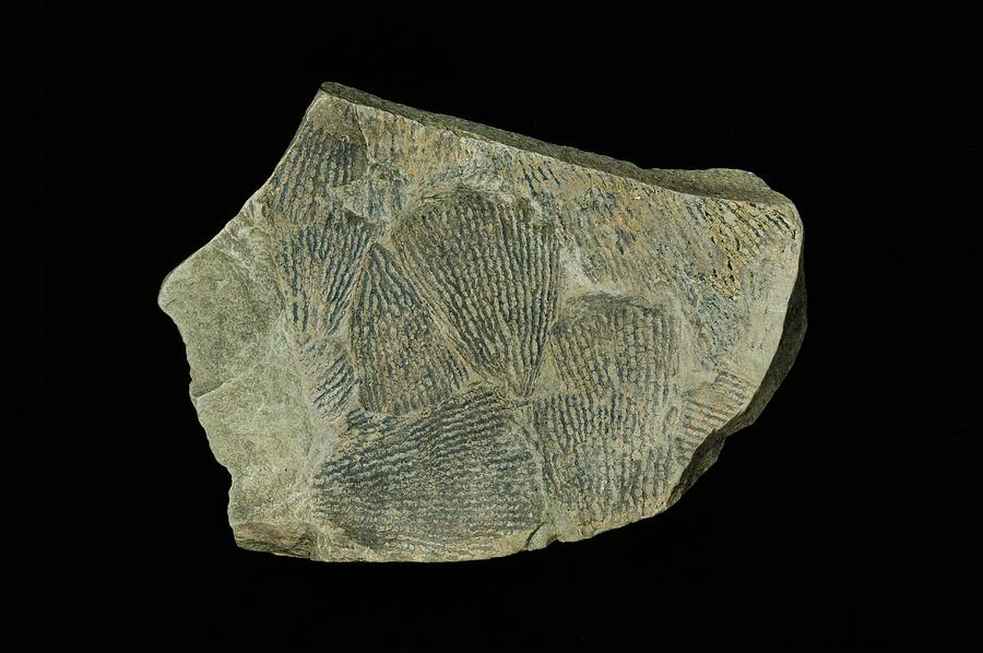 Dendroid Graptolite Fossil Photograph by Natural History Museum,  London/science Photo Library - Pixels