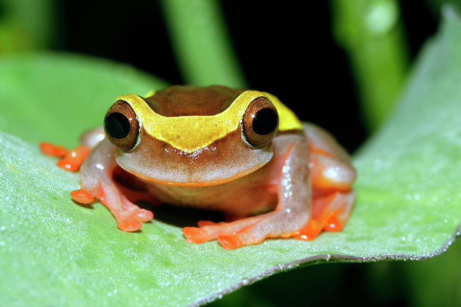Dendropsophus Frog Photograph by Dr Morley Read/science Photo Library