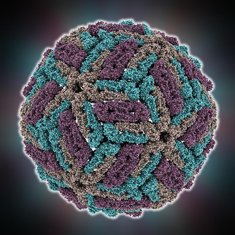 Dengue Virus Capsid Molecular Model Photograph By Science Photo