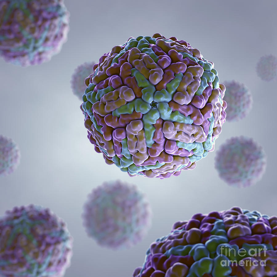 Dengue Virus Photograph by Science Picture Co