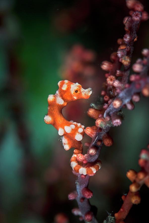 Denises Pygmy Seahorse Photograph by Ethan Daniels