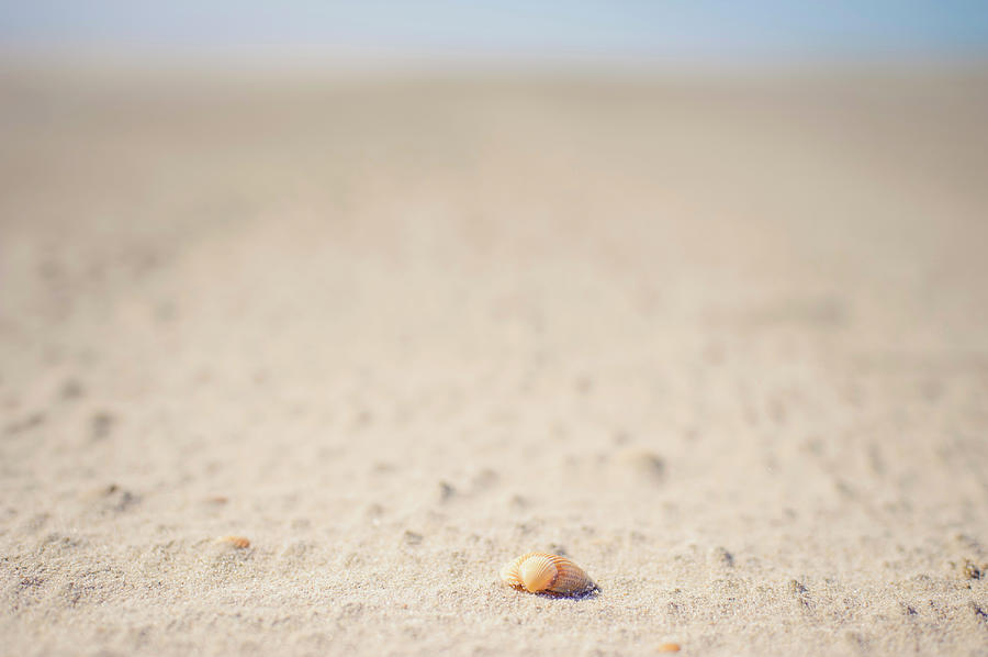 Denmark, Romo, Shell On Sand At North Photograph by Westend61