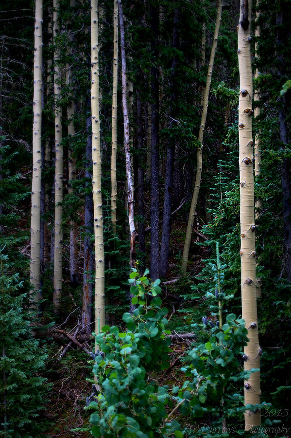 Dense Arizona Forest Photograph by Aaron Burrows