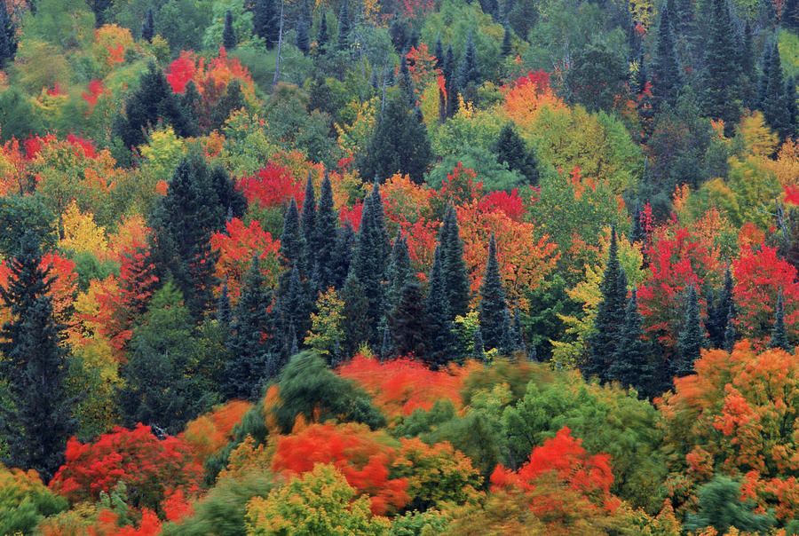 Dense Forest At Ottawa National Forest Photograph by Peter Essick ...