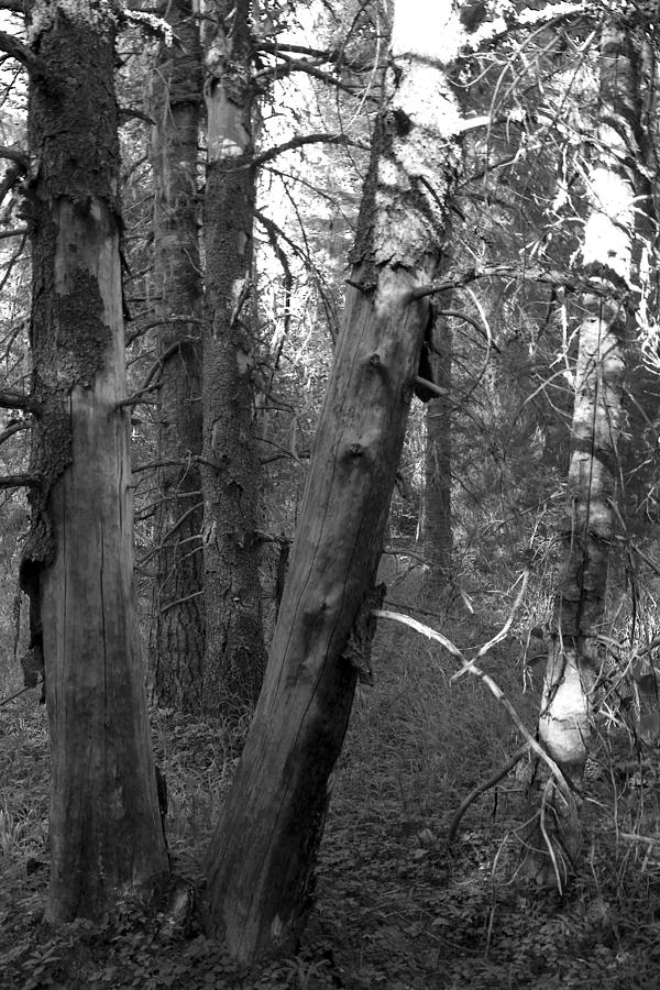 Dense Forest Photograph by Jonathan Hooley - Fine Art America