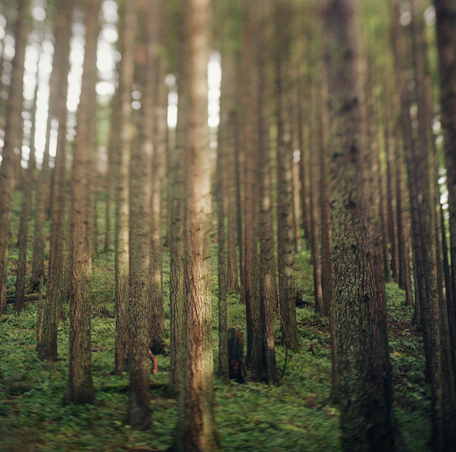 Dense Forest Rising On Hill Photograph by Danielle D. Hughson