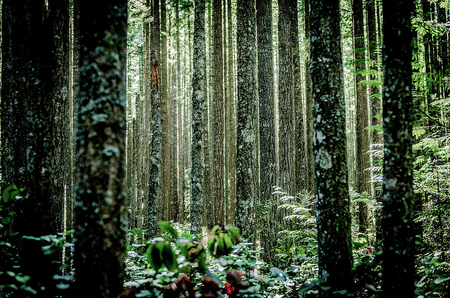 Dense Grove Of Cedar Trees Photograph by Brian Xavier Photography