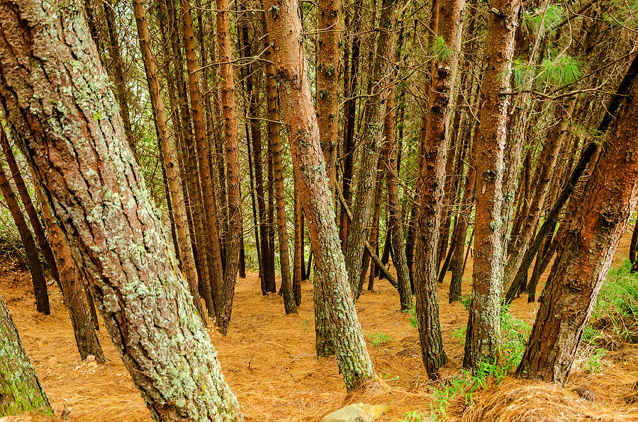 Tree Photograph - Dense Pine Tree Forest by Jess Kraft