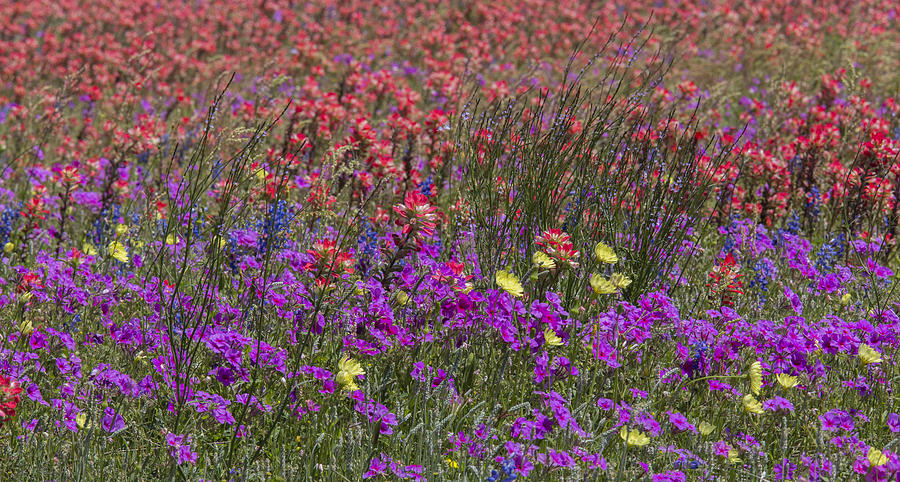 Dense Texas Wildflowers Photograph by Steven Schwartzman