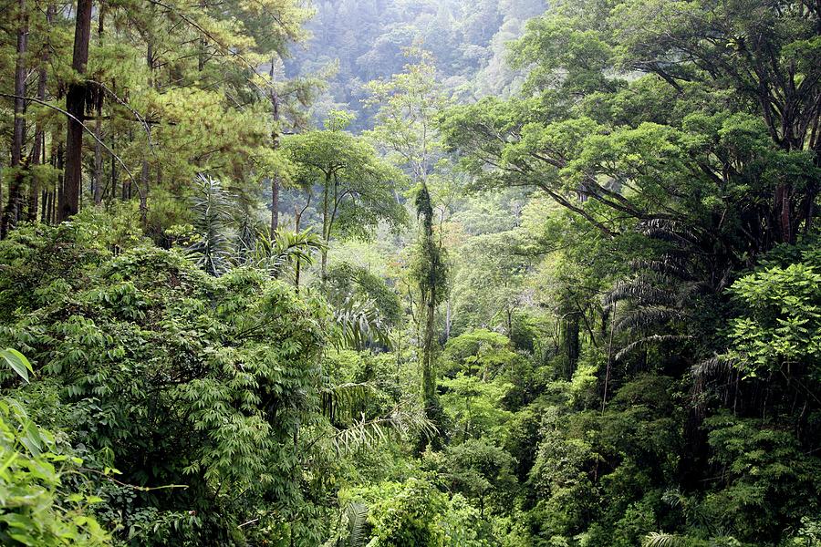 Dense Trees In Jungle Photograph by Bjorn Svensson/science Photo Library
