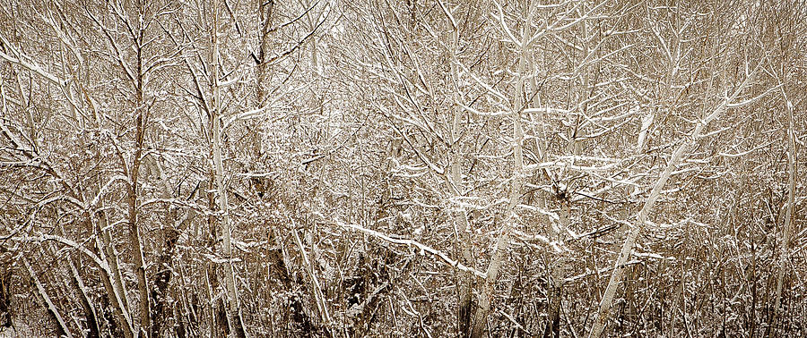 Dense Trees in Snow Photograph by Marilyn Hunt