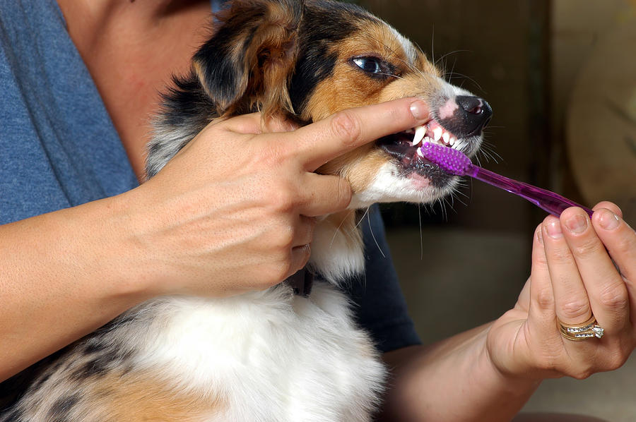 Dental Brushing Dogs Teeth Photograph by JodiJacobson