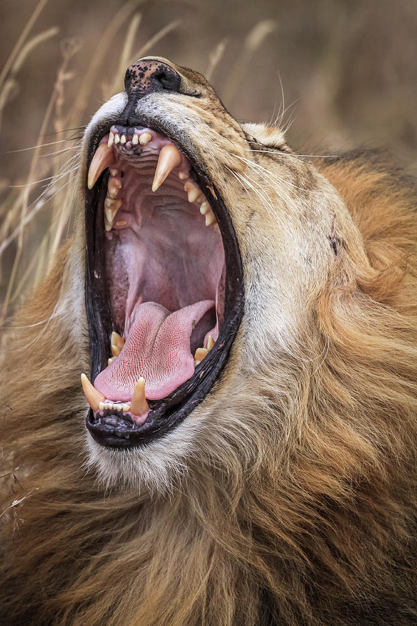 Wildlife Photograph - Dental Check by Jeffrey C. Sink