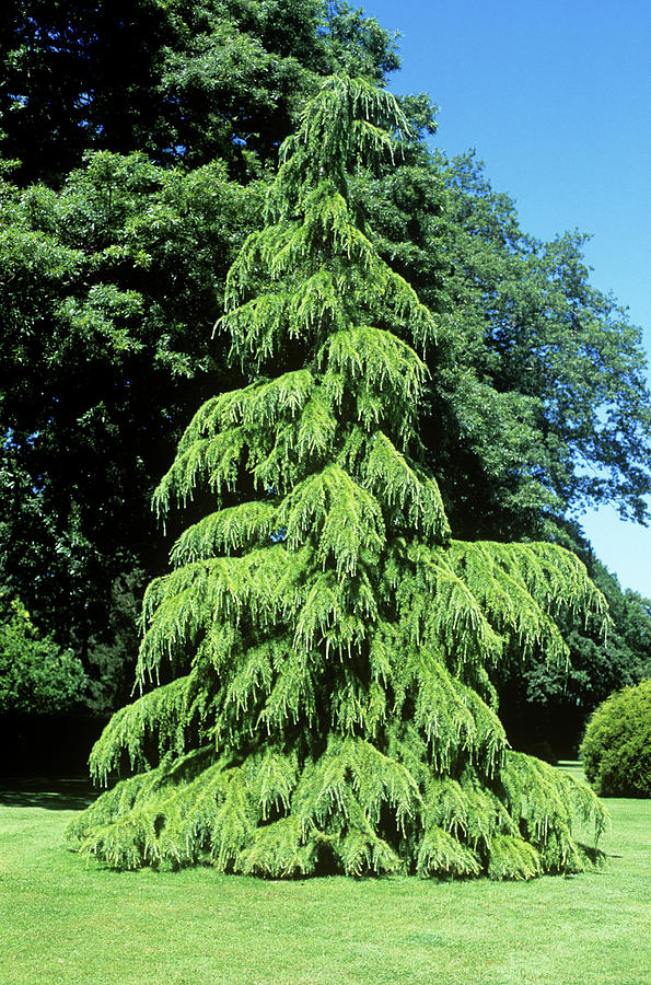 Deodar Cedar Cedrus Deodara Aurea Photograph By Tony Woodscience