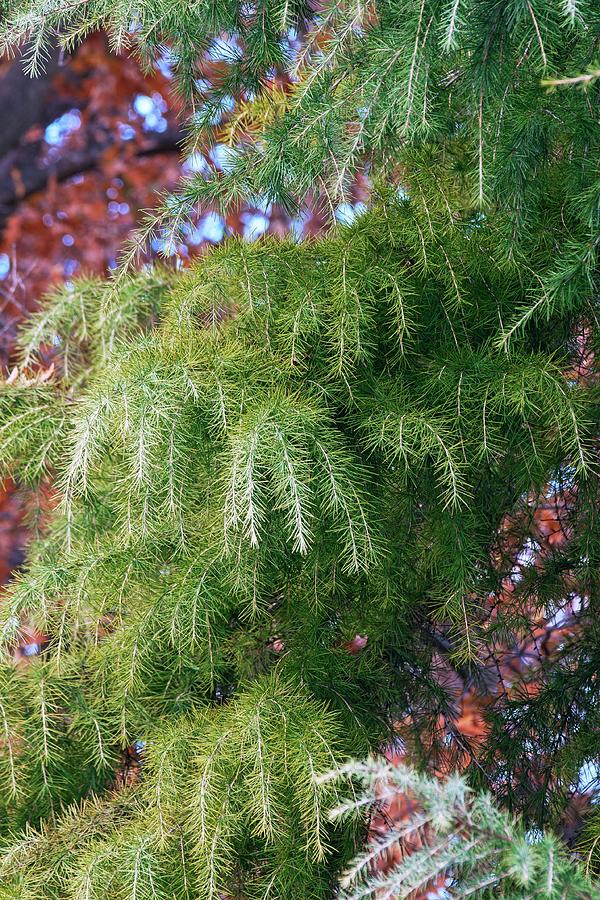 Deodar Cedar (cedrus Deodara) Photograph by Dr. Nick Kurzenko