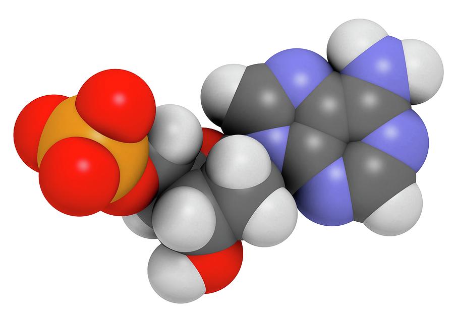 Adenine Photograph - Deoxyadenosine Monophosphate Molecule by Molekuul