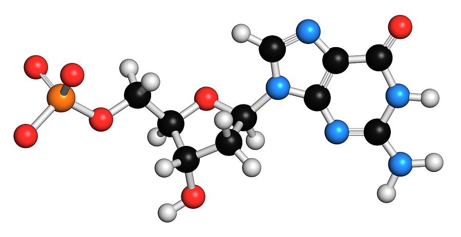 Guanine Photograph - Deoxyguanosine Monophosphate Molecule by Molekuul