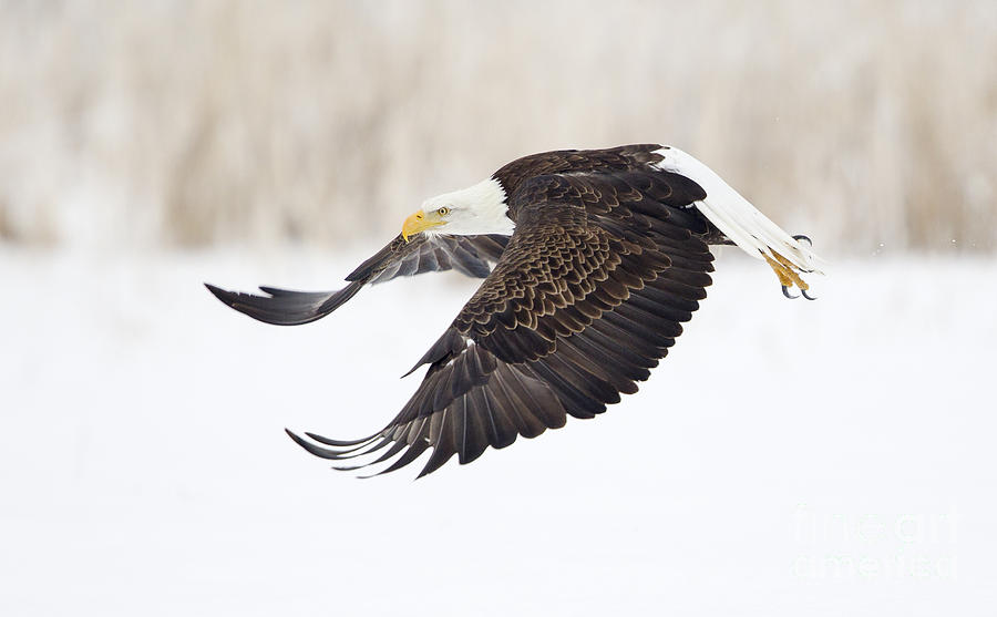 Eagle Photograph - Departure by John Blumenkamp