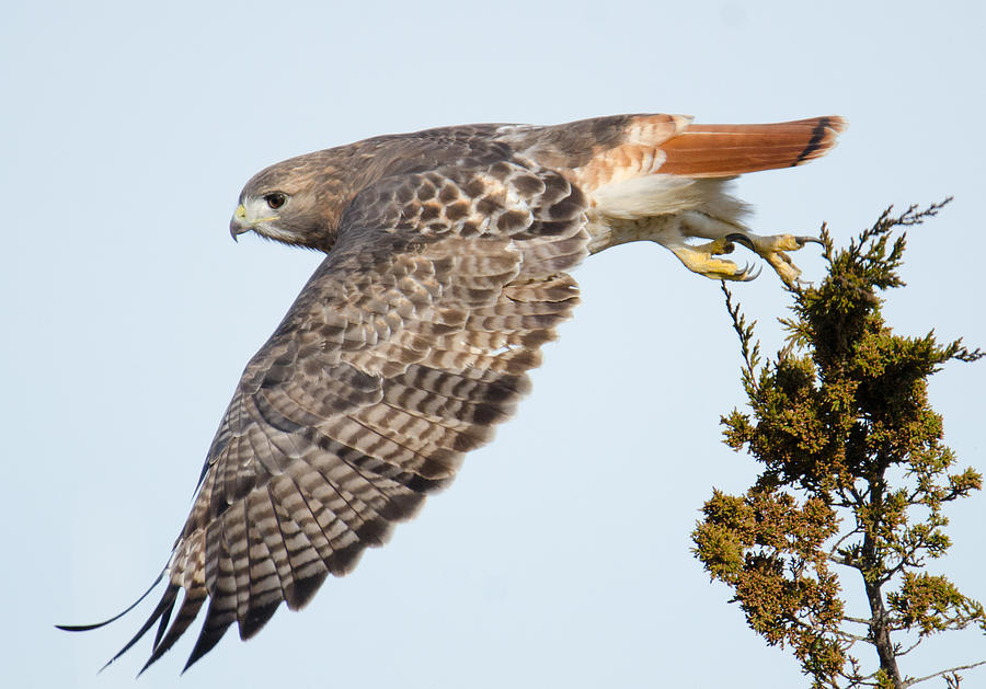 Hawk Photograph - Departure by Judd Nathan