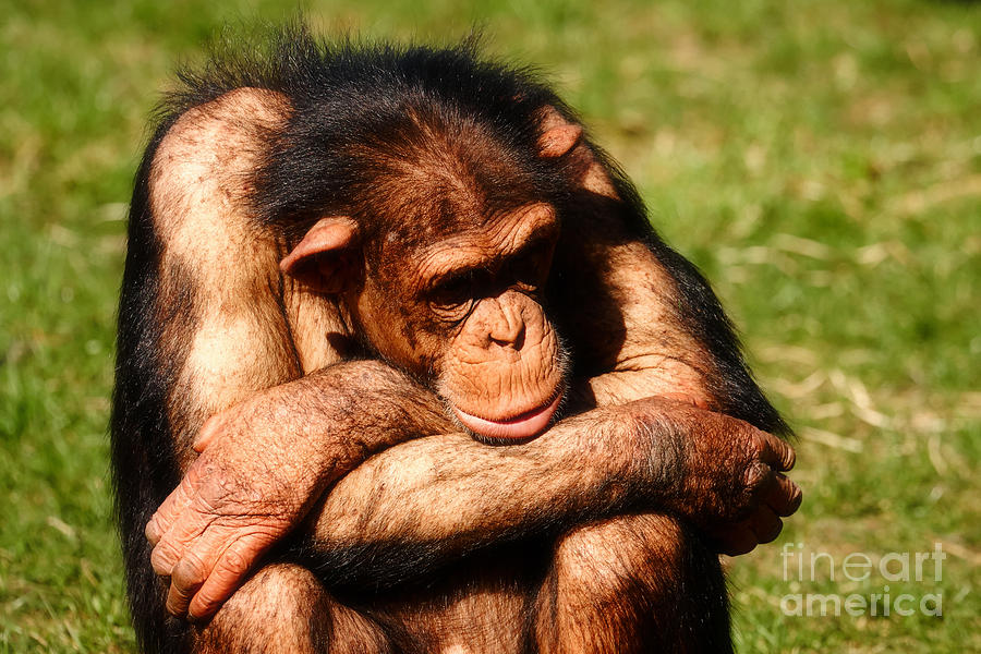 Nature Photograph - Depressed Chimpanzee  by Nick  Biemans