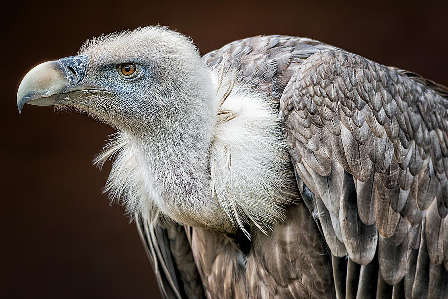 Vulture Photograph - Der Blick by Thewesm