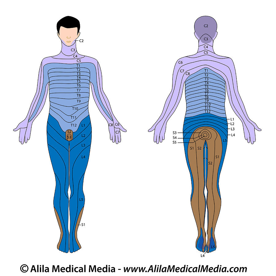 Dermatome Labeled Diagram. Drawing