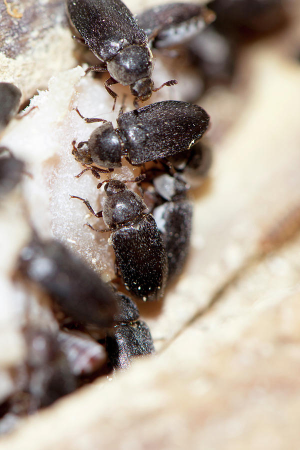 Dermestes Maculatus Beetles Photograph by Louise Murray - Fine Art America