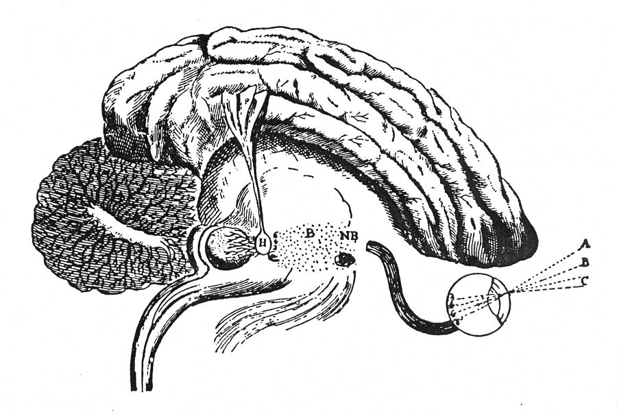 Железа мозга 7. Леонардо да Винчи шишковидная железа. Шишковидная железа Гекарт. Рене Декарт шишковидная железа. Шишковидная железа (эпифиз).