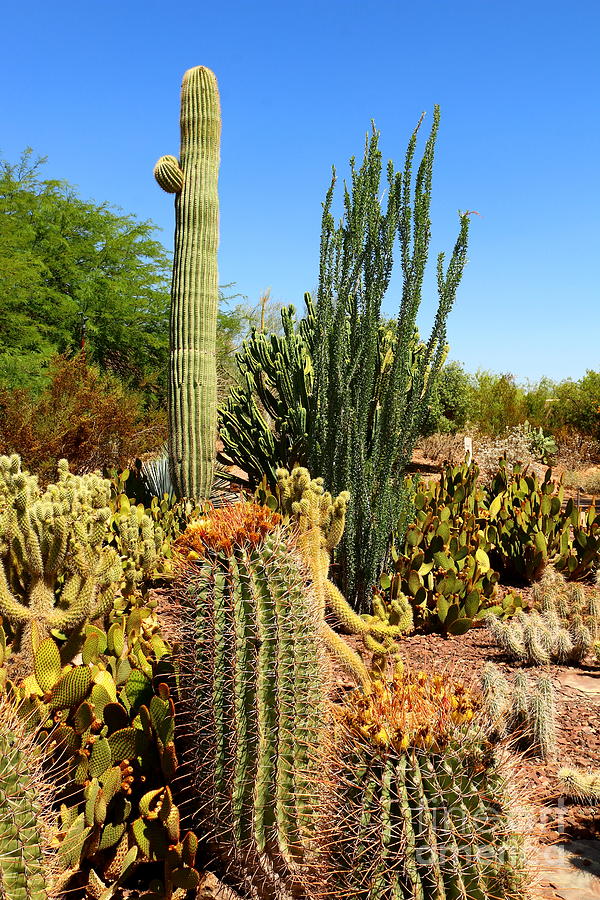 Santa Fe Photograph - Desert Cacti by Christiane Schulze Art And Photography