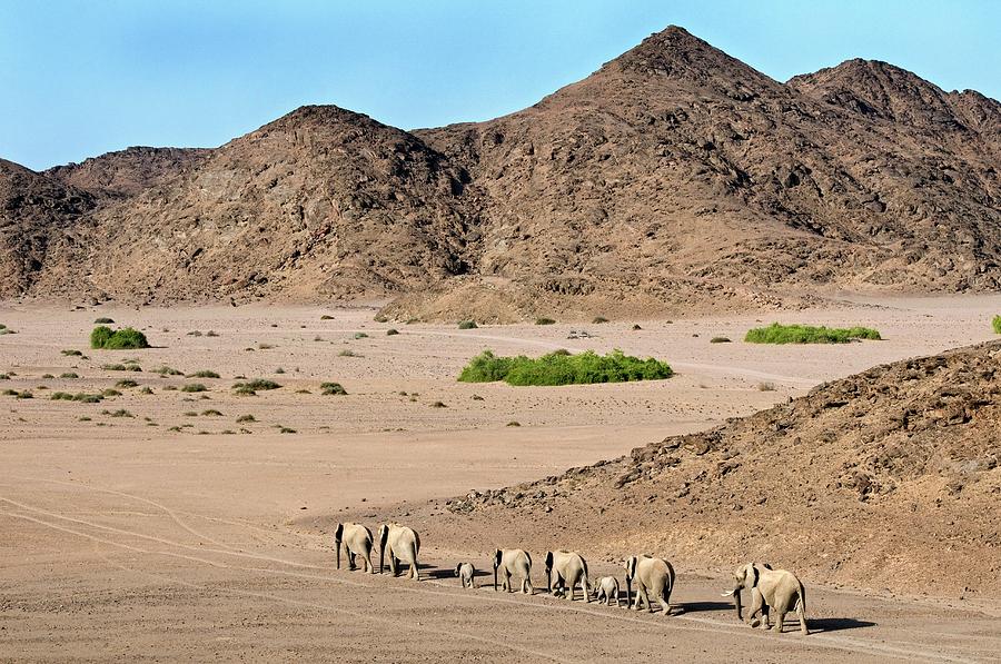 Desert-adapted Elephants Photograph by Tony Camacho/science Photo Library