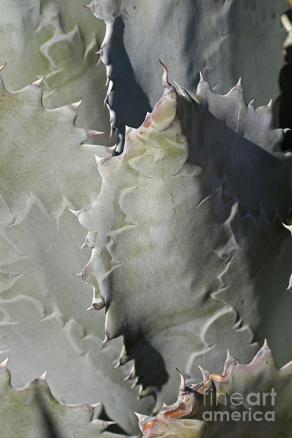Desert Agave   #8440 Photograph by J L Woody Wooden