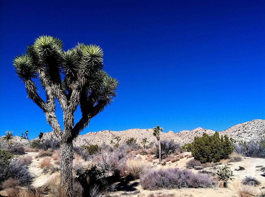 Desert Photograph