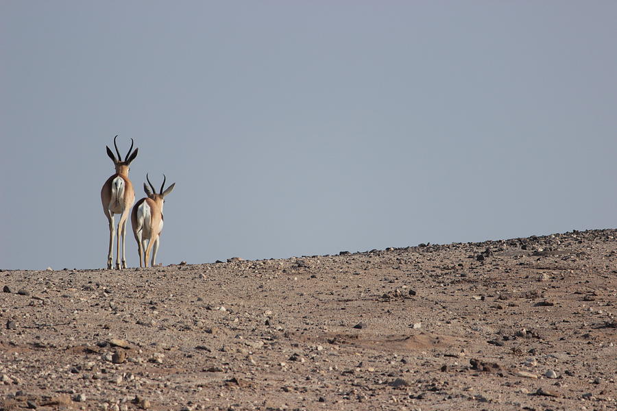 Desert Antelope Leave Photograph