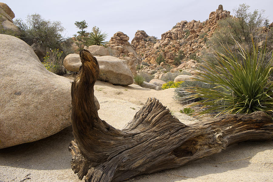 Desert Art Photograph by Lucinda Walter