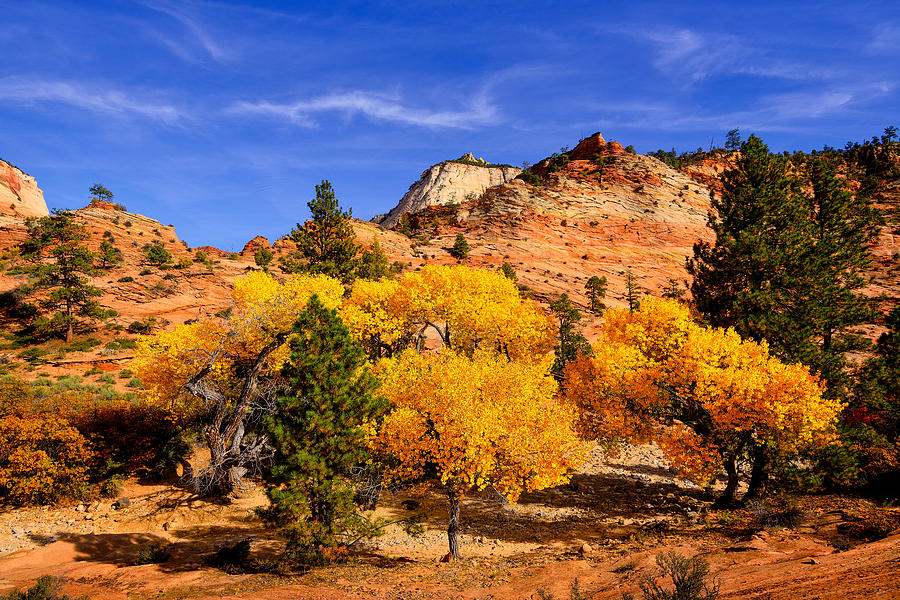Desert Autumn Photograph by Greg Norrell