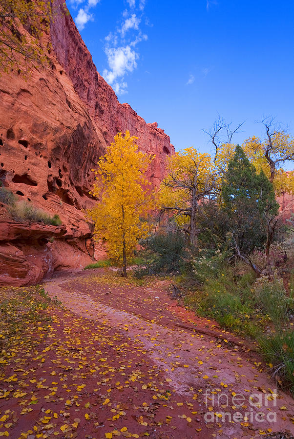 Fall Photograph - Desert Autumn by Michael Dawson