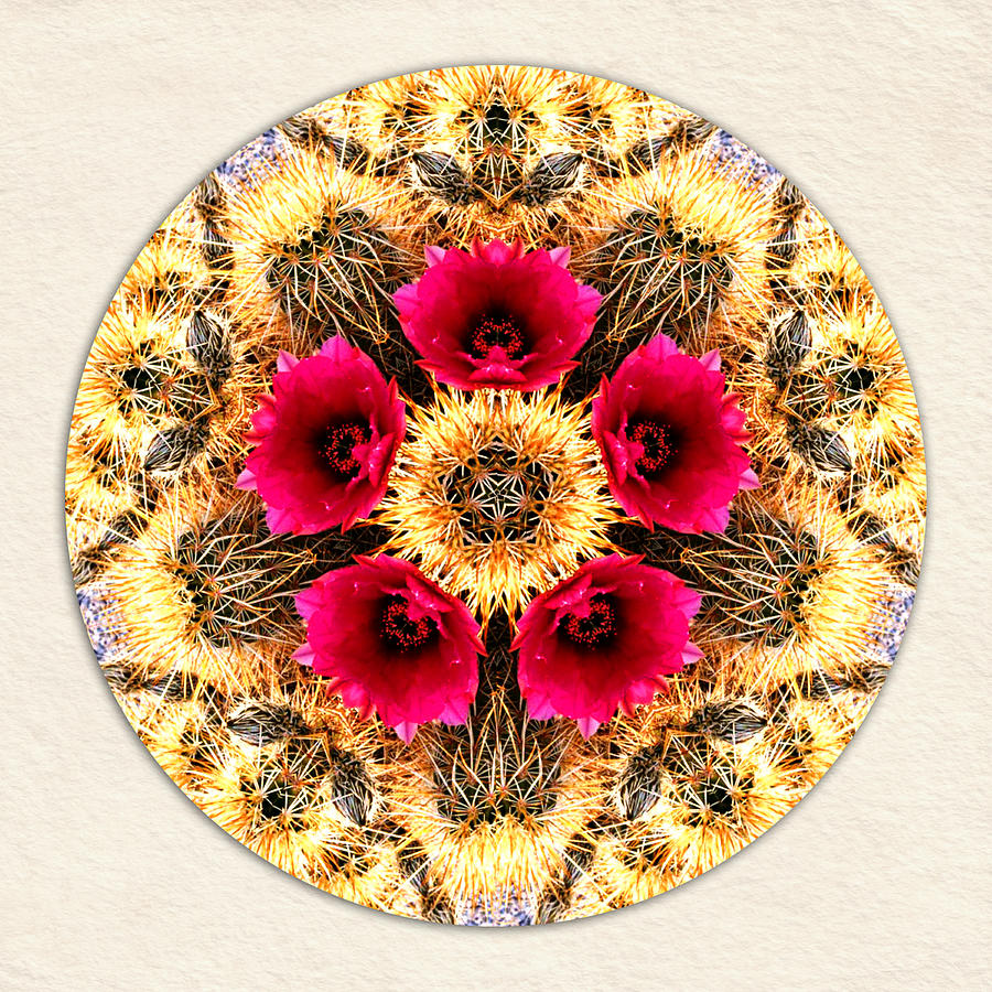 Desert Barrel Cactus Mandala with Pink Flowers on Ivory Watercolor Paper Digital Art by Elaine Plesser