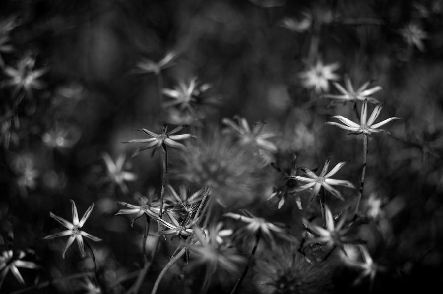 Desert Beauties II Photograph by Jazmin Garcia - Fine Art America