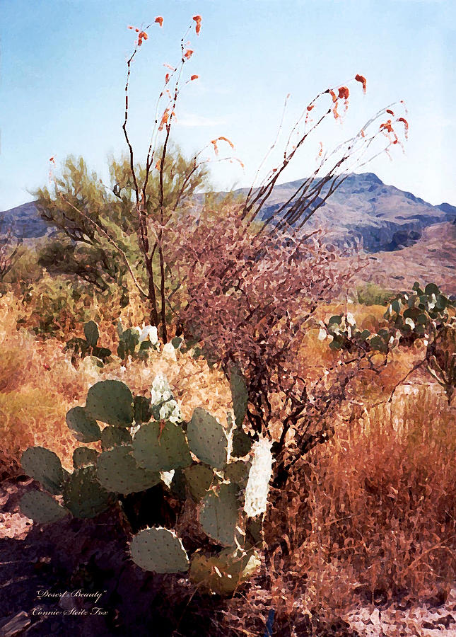 Desert Beauty Photograph by Connie Fox