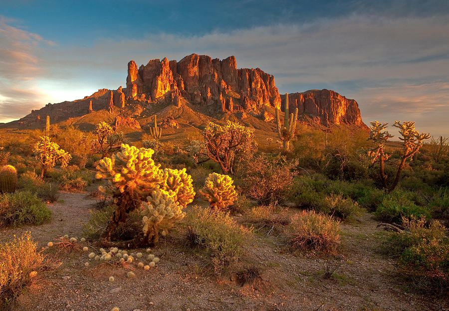 Desert Beauty Photograph by David Forster - Fine Art America