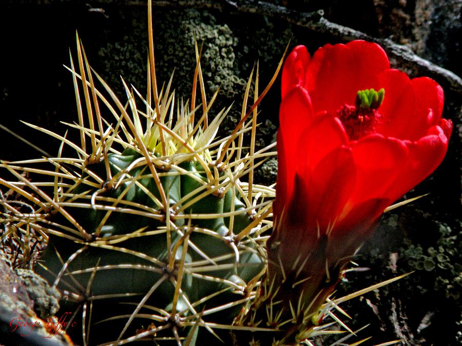 Desert Beauty Photograph by George Tuffy