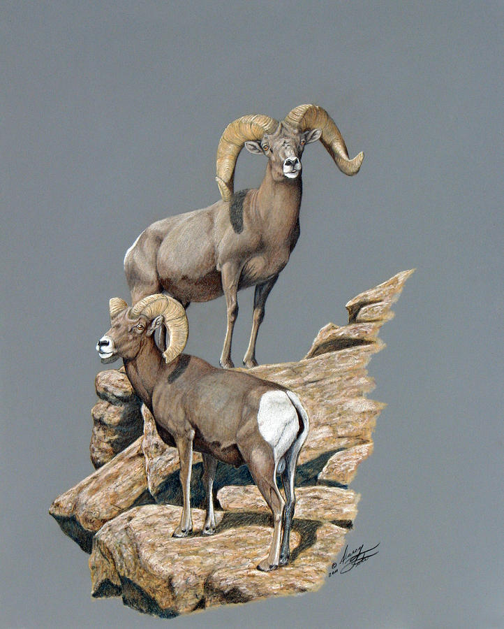 Desert Bighorn Rams Painting by Darcy Tate