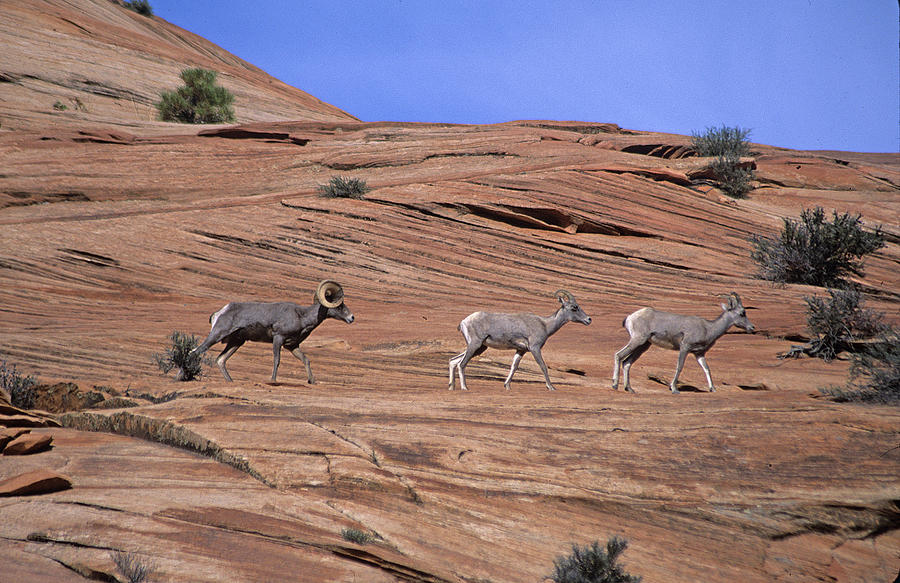 Desert Bighorn Sheep At Zion National Park Photograph by Susan Rovira