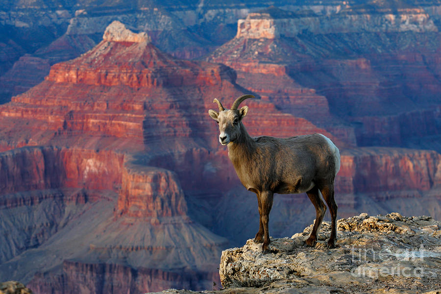 Desert Bighorn Sheep Grand Canyon Photograph by Webb Canepa