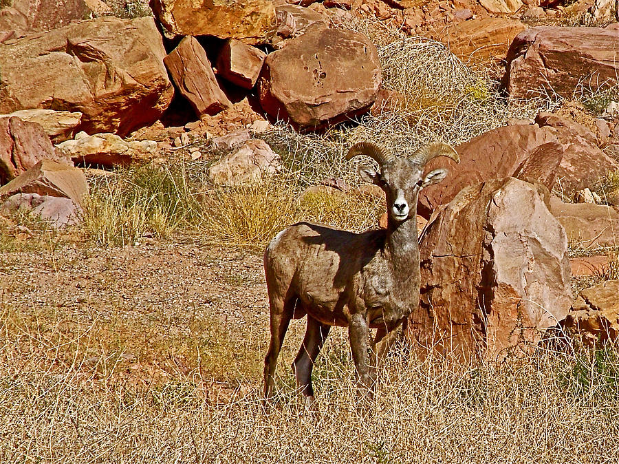 Desert Bighorn Sheep in Arches National Park-Utah  Photograph by Ruth Hager