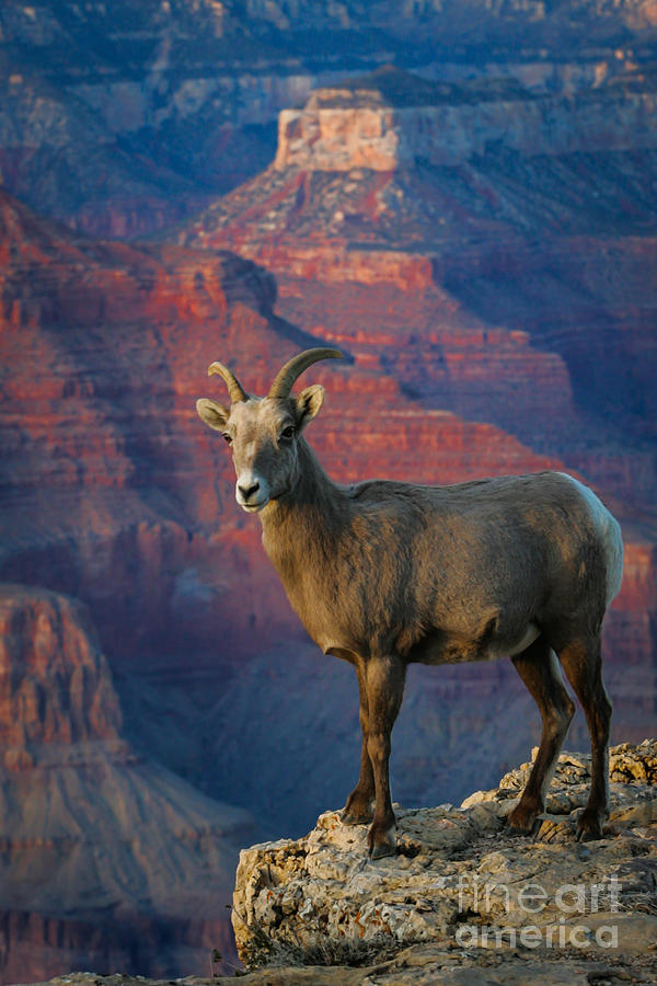 Desert BigHorn Sheep in Grand Canyon Photograph by Webb Canepa Pixels