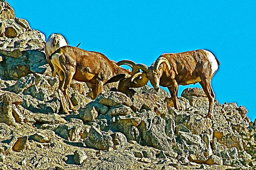 Desert Bighorn Sheep Locking Horns in Living Desert Museum in Palm